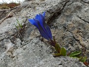 32 Genziana di Clusius sulla roccia...